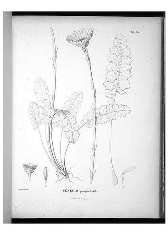 Reproducción/Reproduction 49556745747: Nova genera et species plantarum :. Antverpiae :Ex officina Christophori Plantini ...,1576.. 
