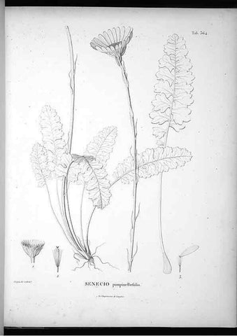 Reproducción/Reproduction 49556745747: Nova genera et species plantarum :. Antverpiae :Ex officina Christophori Plantini ...,1576.. 