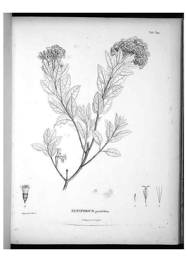 Reproducción/Reproduction 49556742717: Nova genera et species plantarum :. Antverpiae :Ex officina Christophori Plantini ...,1576.. 