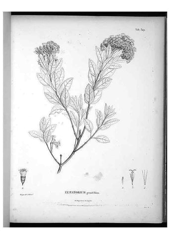 Reproducción/Reproduction 49556742717: Nova genera et species plantarum :. Antverpiae :Ex officina Christophori Plantini ...,1576.. 