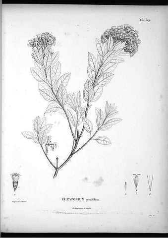 Reproducción/Reproduction 49556742717: Nova genera et species plantarum :. Antverpiae :Ex officina Christophori Plantini ...,1576.. 