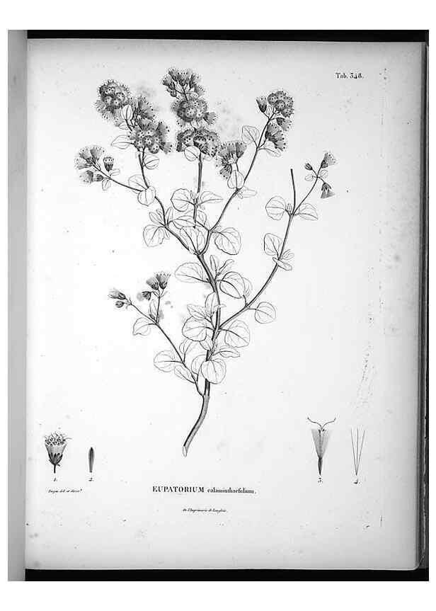 Reproducción/Reproduction 49556506001: Nova genera et species plantarum :. Antverpiae :Ex officina Christophori Plantini ...,1576.. 