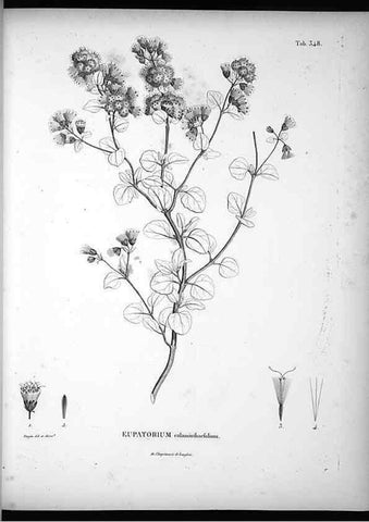 Reproducción/Reproduction 49556506001: Nova genera et species plantarum :. Antverpiae :Ex officina Christophori Plantini ...,1576.. 