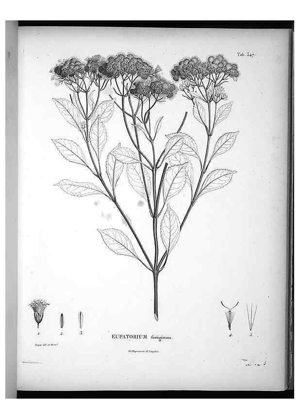 Reproducción/Reproduction 49556010608: Nova genera et species plantarum :. Antverpiae :Ex officina Christophori Plantini ...,1576.. 