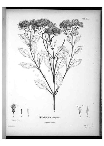 Reproducción/Reproduction 49556010608: Nova genera et species plantarum :. Antverpiae :Ex officina Christophori Plantini ...,1576.. 