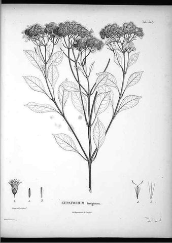 Reproducción/Reproduction 49556010608: Nova genera et species plantarum :. Antverpiae :Ex officina Christophori Plantini ...,1576.. 