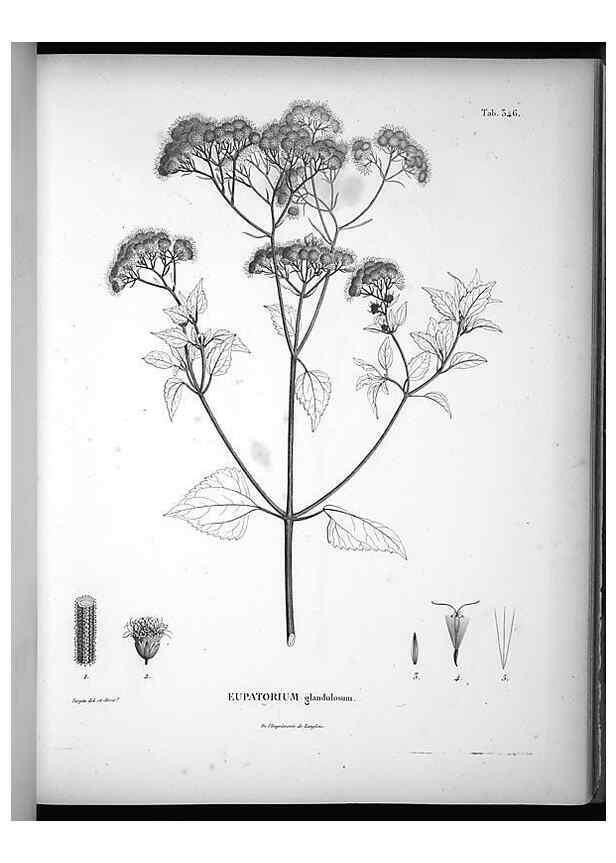 Reproducción/Reproduction 49556505636: Nova genera et species plantarum :. Antverpiae :Ex officina Christophori Plantini ...,1576.. 