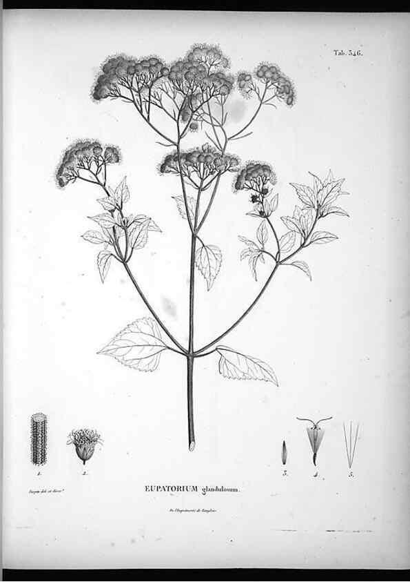 Reproducción/Reproduction 49556505636: Nova genera et species plantarum :. Antverpiae :Ex officina Christophori Plantini ...,1576.. 