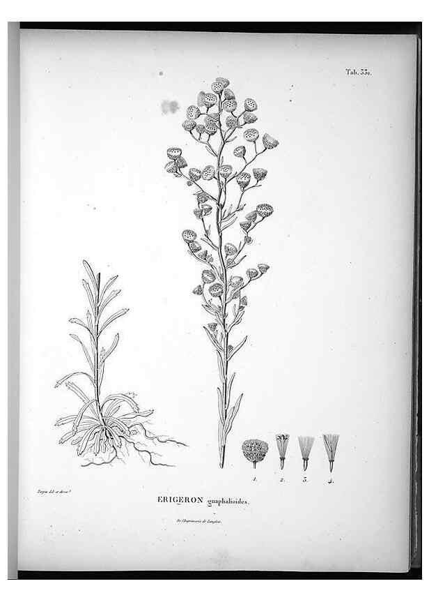 Reproducción/Reproduction 49556502586: Nova genera et species plantarum :. Antverpiae :Ex officina Christophori Plantini ...,1576.. 