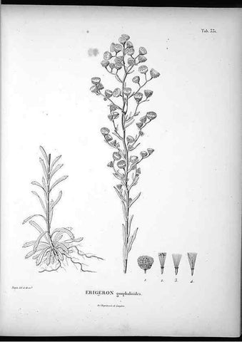 Reproducción/Reproduction 49556502586: Nova genera et species plantarum :. Antverpiae :Ex officina Christophori Plantini ...,1576.. 