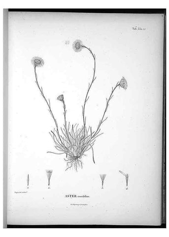 Reproducción/Reproduction 49556739292: Nova genera et species plantarum :. Antverpiae :Ex officina Christophori Plantini ...,1576.. 