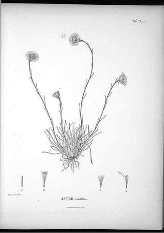 Reproducción/Reproduction 49556739292: Nova genera et species plantarum :. Antverpiae :Ex officina Christophori Plantini ...,1576.. 