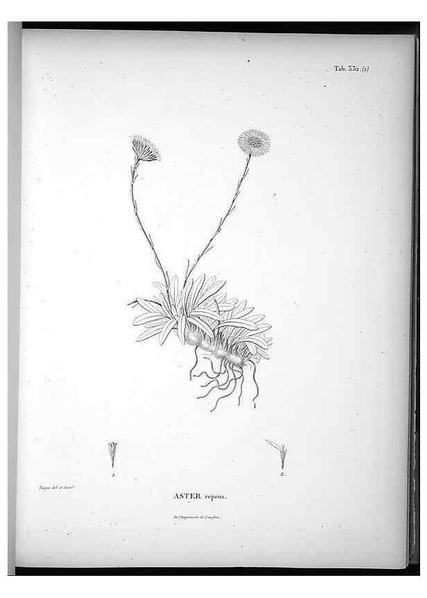 Reproducción/Reproduction 49556503036: Nova genera et species plantarum :. Antverpiae :Ex officina Christophori Plantini ...,1576.. 
