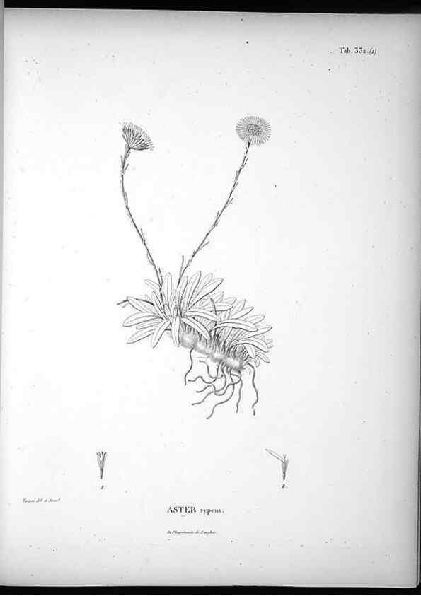 Reproducción/Reproduction 49556503036: Nova genera et species plantarum :. Antverpiae :Ex officina Christophori Plantini ...,1576.. 