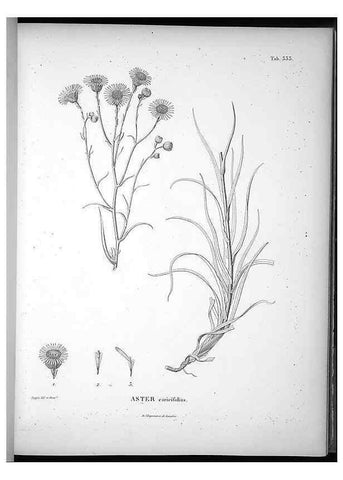 Reproducción/Reproduction 49556739632: Nova genera et species plantarum :. Antverpiae :Ex officina Christophori Plantini ...,1576.. 