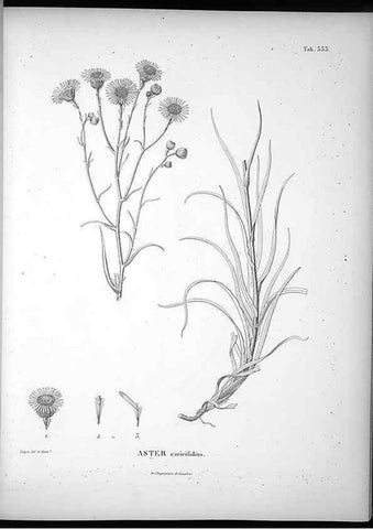 Reproducción/Reproduction 49556739632: Nova genera et species plantarum :. Antverpiae :Ex officina Christophori Plantini ...,1576.. 