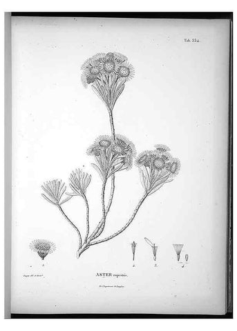 Reproducción/Reproduction 49556739842: Nova genera et species plantarum :. Antverpiae :Ex officina Christophori Plantini ...,1576.. 