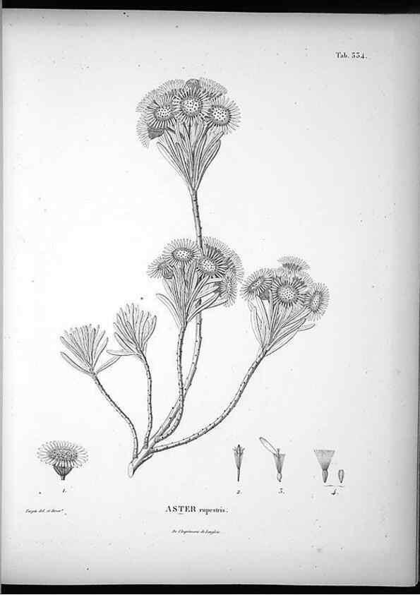Reproducción/Reproduction 49556739842: Nova genera et species plantarum :. Antverpiae :Ex officina Christophori Plantini ...,1576.. 