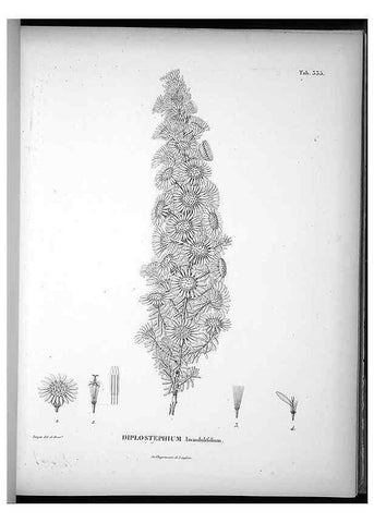 Reproducción/Reproduction 49556740062: Nova genera et species plantarum :. Antverpiae :Ex officina Christophori Plantini ...,1576.. 