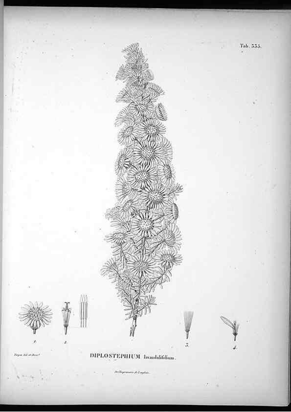 Reproducción/Reproduction 49556740062: Nova genera et species plantarum :. Antverpiae :Ex officina Christophori Plantini ...,1576.. 