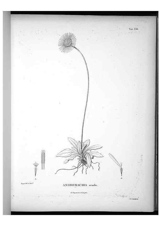 Reproducción/Reproduction 49556008523: Nova genera et species plantarum :. Antverpiae :Ex officina Christophori Plantini ...,1576.. 