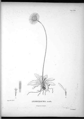 Reproducción/Reproduction 49556008523: Nova genera et species plantarum :. Antverpiae :Ex officina Christophori Plantini ...,1576.. 