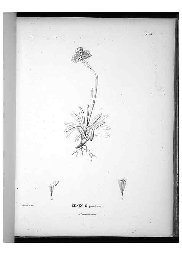 Reproducción/Reproduction 49556509196: Nova genera et species plantarum :. Antverpiae :Ex officina Christophori Plantini ...,1576.. 