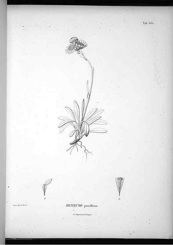 Reproducción/Reproduction 49556509196: Nova genera et species plantarum :. Antverpiae :Ex officina Christophori Plantini ...,1576.. 