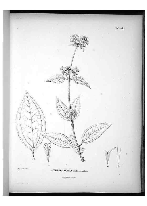 Reproducción/Reproduction 49556740437: Nova genera et species plantarum :. Antverpiae :Ex officina Christophori Plantini ...,1576.. 