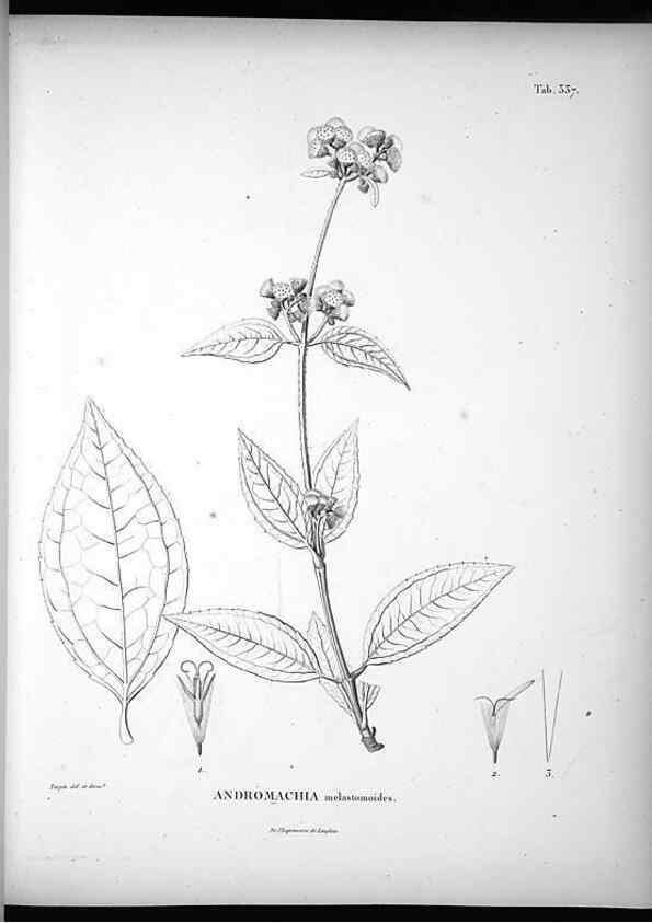 Reproducción/Reproduction 49556740437: Nova genera et species plantarum :. Antverpiae :Ex officina Christophori Plantini ...,1576.. 