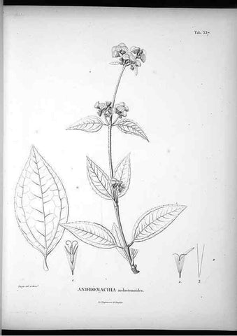 Reproducción/Reproduction 49556740437: Nova genera et species plantarum :. Antverpiae :Ex officina Christophori Plantini ...,1576.. 