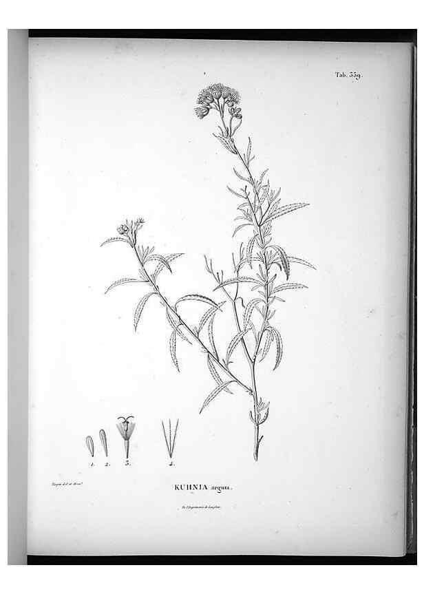 Reproducción/Reproduction 49556009163: Nova genera et species plantarum :. Antverpiae :Ex officina Christophori Plantini ...,1576.. 