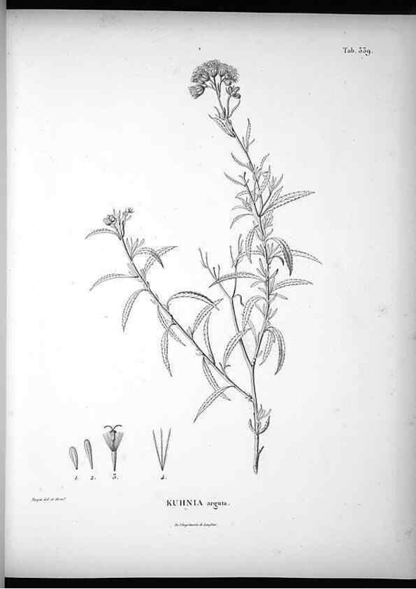 Reproducción/Reproduction 49556009163: Nova genera et species plantarum :. Antverpiae :Ex officina Christophori Plantini ...,1576.. 