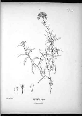 Reproducción/Reproduction 49556009163: Nova genera et species plantarum :. Antverpiae :Ex officina Christophori Plantini ...,1576.. 