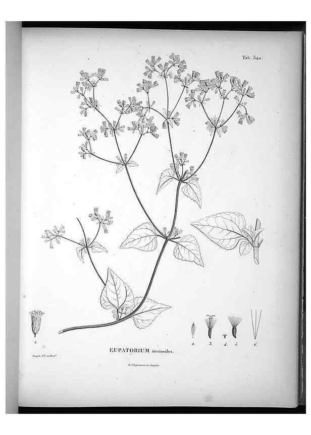Reproducción/Reproduction 49556504516: Nova genera et species plantarum :. Antverpiae :Ex officina Christophori Plantini ...,1576.. 