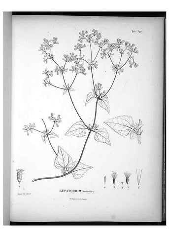 Reproducción/Reproduction 49556504516: Nova genera et species plantarum :. Antverpiae :Ex officina Christophori Plantini ...,1576.. 