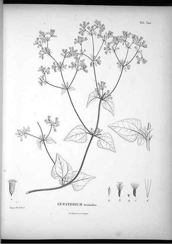 Reproducción/Reproduction 49556504516: Nova genera et species plantarum :. Antverpiae :Ex officina Christophori Plantini ...,1576.. 