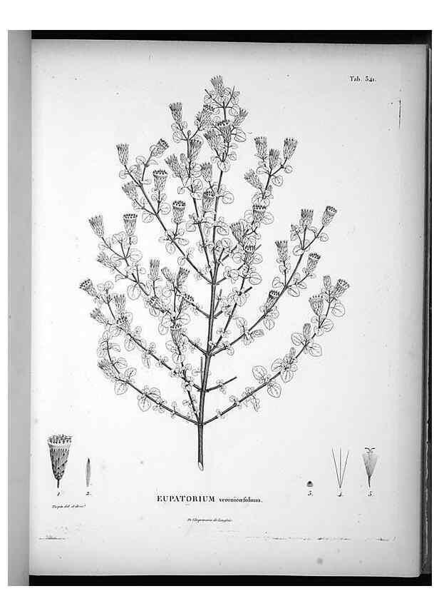 Reproducción/Reproduction 49556741227: Nova genera et species plantarum :. Antverpiae :Ex officina Christophori Plantini ...,1576.. 