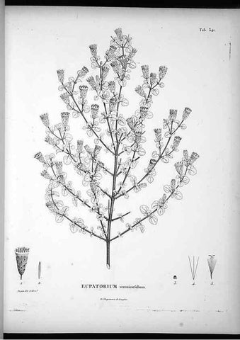 Reproducción/Reproduction 49556741227: Nova genera et species plantarum :. Antverpiae :Ex officina Christophori Plantini ...,1576.. 