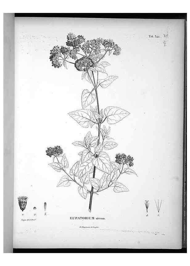 Reproducción/Reproduction 49556009668: Nova genera et species plantarum :. Antverpiae :Ex officina Christophori Plantini ...,1576.. 