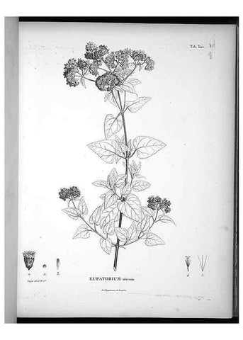 Reproducción/Reproduction 49556009668: Nova genera et species plantarum :. Antverpiae :Ex officina Christophori Plantini ...,1576.. 