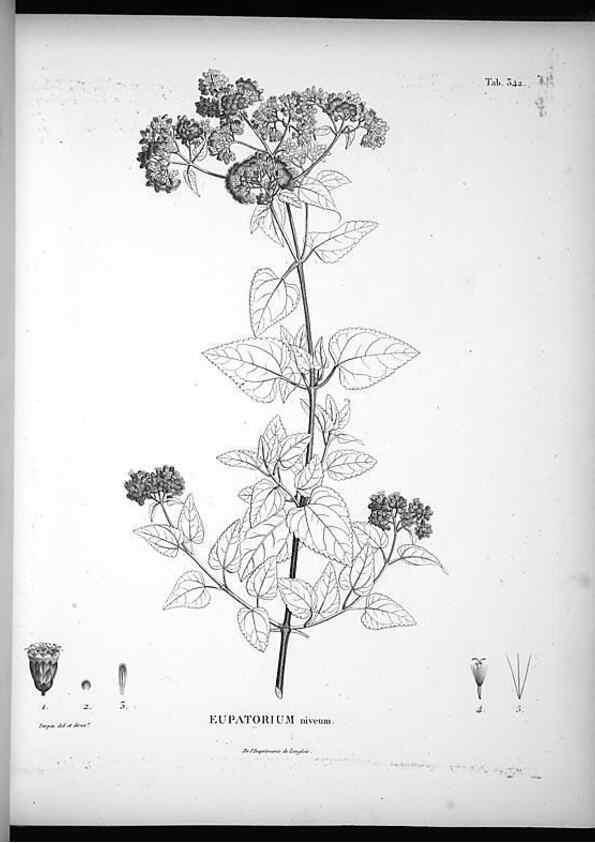 Reproducción/Reproduction 49556009668: Nova genera et species plantarum :. Antverpiae :Ex officina Christophori Plantini ...,1576.. 