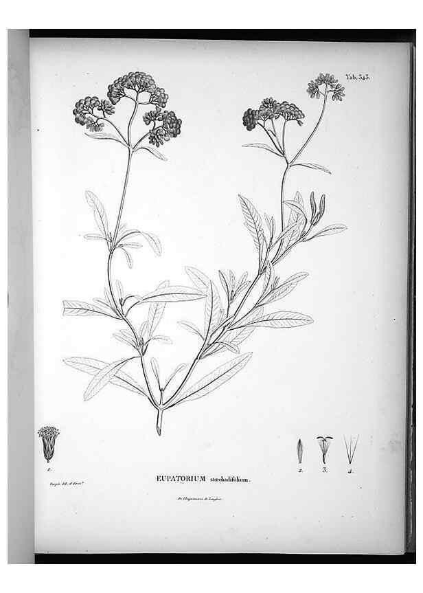 Reproducción/Reproduction 49556009908: Nova genera et species plantarum :. Antverpiae :Ex officina Christophori Plantini ...,1576.. 
