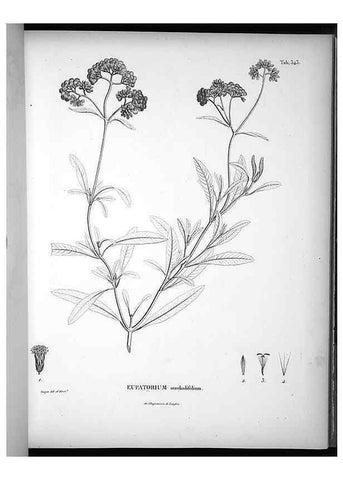 Reproducción/Reproduction 49556009908: Nova genera et species plantarum :. Antverpiae :Ex officina Christophori Plantini ...,1576.. 