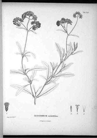 Reproducción/Reproduction 49556009908: Nova genera et species plantarum :. Antverpiae :Ex officina Christophori Plantini ...,1576.. 