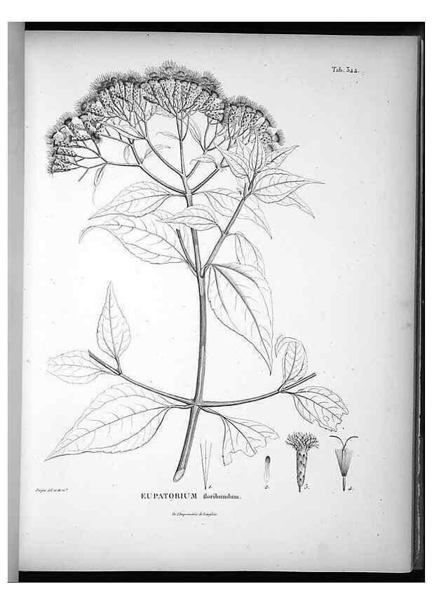 Reproducción/Reproduction 49556741802: Nova genera et species plantarum :. Antverpiae :Ex officina Christophori Plantini ...,1576.. 