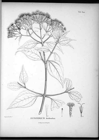 Reproducción/Reproduction 49556741802: Nova genera et species plantarum :. Antverpiae :Ex officina Christophori Plantini ...,1576.. 