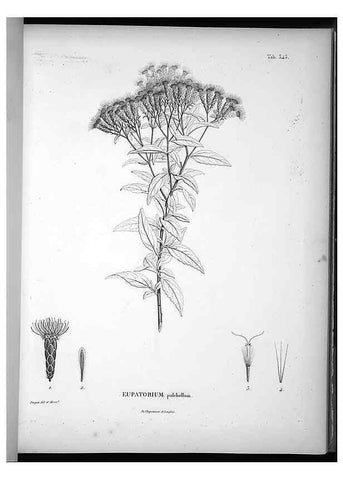 Reproducción/Reproduction 49556742017: Nova genera et species plantarum :. Antverpiae :Ex officina Christophori Plantini ...,1576.. 