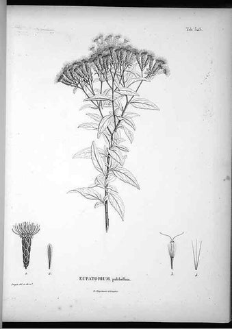 Reproducción/Reproduction 49556742017: Nova genera et species plantarum :. Antverpiae :Ex officina Christophori Plantini ...,1576.. 