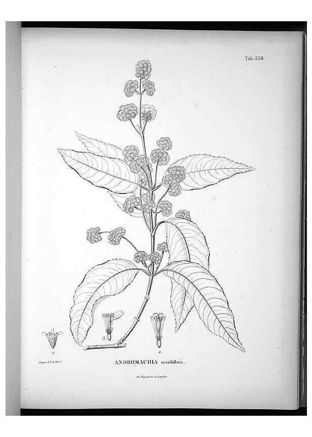 Reproducción/Reproduction 49556008923: Nova genera et species plantarum :. Antverpiae :Ex officina Christophori Plantini ...,1576.. 